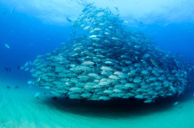 Büyük göz Trevally bir polarize okul, yem top ya da kasırga şekillendirme Jack, (Caranx sexfasciatus). Cabo Pulmo Milli Parkı, dünyanın akvaryum. Baja California Sur, Meksika.
