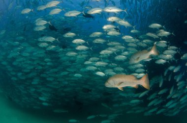 Büyük köpek trevally, avcılık balığı (Lutjanus novemfasciatus), resifleri deniz Cortez, Pasifik Okyanusu. Cabo Pulmo Milli Parkı, Baja California Sur, Meksika. Dünyanın akvaryum.