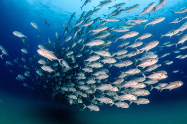 Büyük göz Trevally bir polarize okul, yem top ya da kasırga şekillendirme Jack, (Caranx sexfasciatus). Cabo Pulmo Milli Parkı, dünyanın akvaryum. Baja California Sur, Meksika.