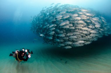 Büyük göz Trevally bir polarize okul, yem top ya da kasırga şekillendirme Jack, (Caranx sexfasciatus). Cabo Pulmo Milli Parkı, dünyanın akvaryum. Baja California Sur, Meksika.