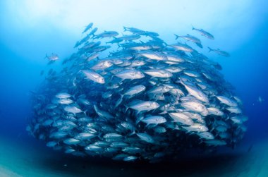 Büyük göz Trevally bir polarize okul, yem top ya da kasırga şekillendirme Jack, (Caranx sexfasciatus). Cabo Pulmo Milli Parkı, dünyanın akvaryum. Baja California Sur, Meksika.