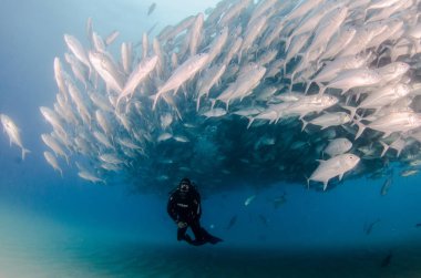 Büyük göz Trevally bir polarize okul, yem top ya da kasırga şekillendirme Jack, (Caranx sexfasciatus). Cabo Pulmo Milli Parkı, dünyanın akvaryum. Baja California Sur, Meksika.