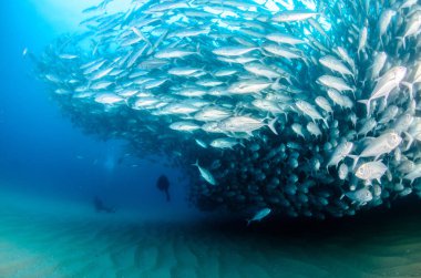 Büyük göz Trevally bir polarize okul, yem top ya da kasırga şekillendirme Jack, (Caranx sexfasciatus). Cabo Pulmo Milli Parkı, dünyanın akvaryum. Baja California Sur, Meksika.