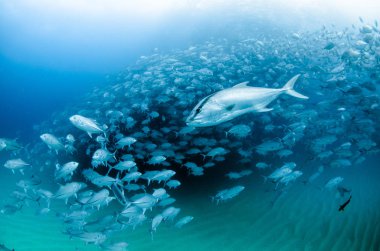 Büyük göz Trevally bir polarize okul, yem top ya da kasırga şekillendirme Jack, (Caranx sexfasciatus). Cabo Pulmo Milli Parkı, dünyanın akvaryum. Baja California Sur, Meksika.