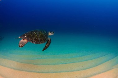 Deniz kaplumbağası resifleri Cabo Pulmo Milli Parkı, dünyanın akvaryum, içinde. Baja California Sur, Meksika.