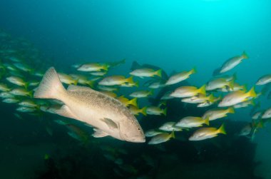 Cortez deniz resifleri gelen mercan oluşumunda leopar orfoz (Mycteroperca rosacea). Cabo Pulmo Milli Parkı, Baja California Sur, Meksika. Cousteau dünya akvaryum adlı.