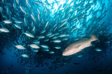 Büyük göz Trevally bir polarize okul, yem top ya da kasırga şekillendirme Jack, (Caranx sexfasciatus). Cabo Pulmo Milli Parkı, dünyanın akvaryum. Baja California Sur, Meksika.