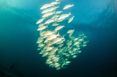 Graybar er (Haemulon sexfasciatus), bir gemi enkazı, resifleri deniz Cortez, Pasifik Okyanusu, bir okulda şekillendirme. Cabo Pulmo, Baja California Sur, Meksika. Cousteau dünya akvaryum adlı.