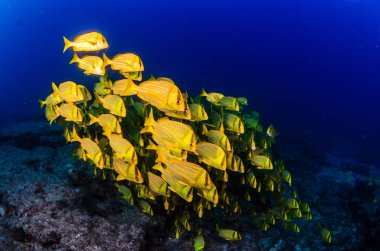 Panamic porkfish (Anisotremus taeniatus), okul, baitball veya fırtına, deniz Cortez renkli sarı balık. Cabo Pulmo, Baja California Sur, Meksika. Cousteau dünya akvaryum adlı.