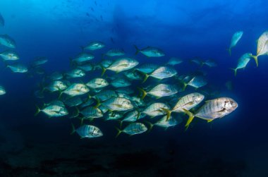 Büyük göz Trevally bir polarize okul, yem top ya da kasırga şekillendirme Jack, (Caranx sexfasciatus). Cabo Pulmo Milli Parkı, dünyanın akvaryum. Baja California Sur, Meksika.
