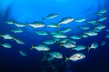 Büyük göz Trevally bir polarize okul, yem top ya da kasırga şekillendirme Jack, (Caranx sexfasciatus). Cabo Pulmo Milli Parkı, dünyanın akvaryum. Baja California Sur, Meksika.