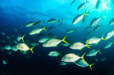 Büyük göz Trevally bir polarize okul, yem top ya da kasırga şekillendirme Jack, (Caranx sexfasciatus). Cabo Pulmo Milli Parkı, dünyanın akvaryum. Baja California Sur, Meksika.