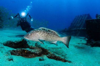 Cortez deniz resifleri gelen mercan oluşumunda leopar orfoz (Mycteroperca rosacea). Cabo Pulmo Milli Parkı, Baja California Sur, Meksika. Cousteau dünya akvaryum adlı.