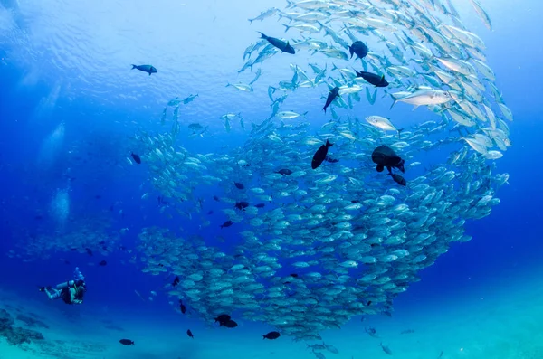 大眼睛 Trevally Caranx Sexfasciatus 形成两极分化的学校 诱饵球或龙卷风 Pulmo 国家公园 世界水族馆 下加利福尼亚 — 图库照片