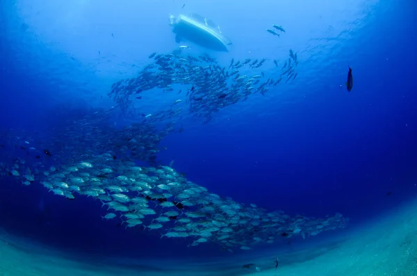 Big Eye Trevally Jack Caranx Sexfasciatus Membentuk Sekolah Terpolarisasi Bola — Stok Foto