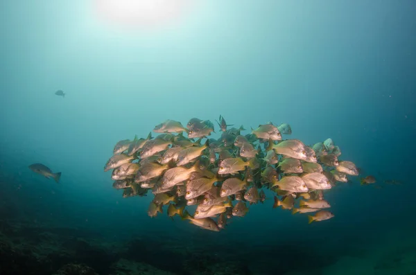 Graybar Grunt Haemulon Sexfasciatus Forming School Shipwreck Reefs Sea Cortez — Stock Photo, Image