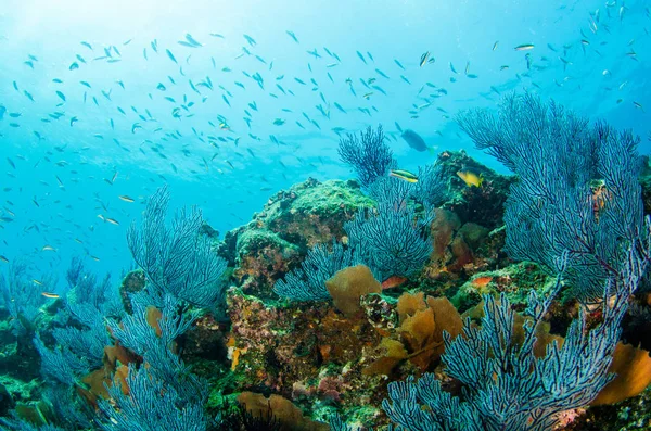 Panoramica Della Barriera Corallina Del Mar Cortez Baja California Sur — Foto Stock