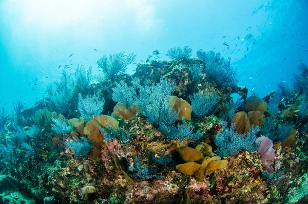 Mercan Kayalığı Bakış Deniz Cortez Baja California Sur Meksika — Stok fotoğraf