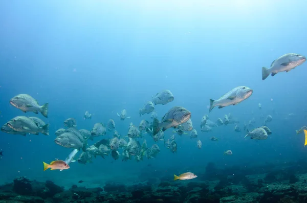 Big Dog Snapper Lutjanus Novemfasciatus Caccia Trevally Scogliere Del Mare — Foto Stock