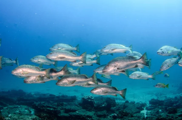 Big Dog Snapper Lutjanus Novemfasciatus Caza Trevalmente Arrecifes Mar Cortés —  Fotos de Stock