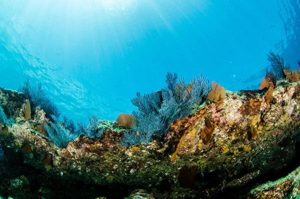 Coral Reef Ląd Morze Corteza Miasto Gmina Meksyku Stanie Baja — Zdjęcie stockowe