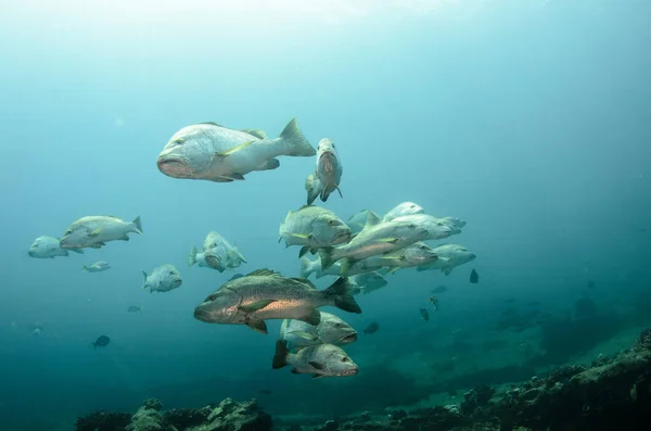 Big Dog Snapper Lutjanus Novemfasciatus Caza Trevalmente Arrecifes Mar Cortés —  Fotos de Stock