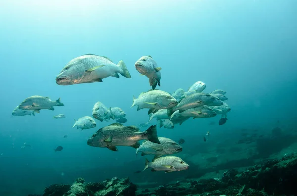 大狗鲷鱼 Novemfasciatus Trevally 礁海的奎 太平洋 墨西哥加利福尼亚州 Pulmo 国家公园 世界水族馆 — 图库照片
