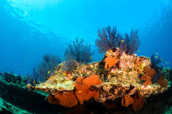 Mercan Kayalığı Bakış Deniz Cortez Baja California Sur Meksika — Stok fotoğraf
