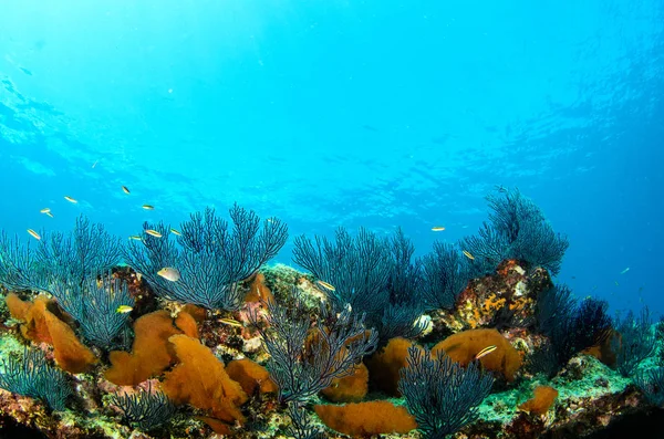 バハカリフォルニアスル メキシコのコルテス海のサンゴ礁の風景 — ストック写真