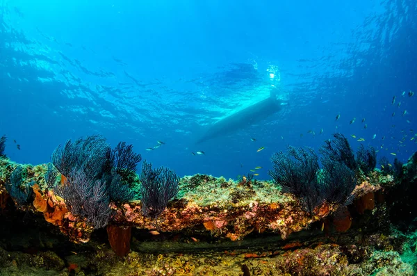 Coral Reef Ląd Morze Corteza Miasto Gmina Meksyku Stanie Baja — Zdjęcie stockowe