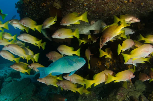 Parrotfish Karmienie Wraku Statku Rafy Koralowe Morza Corteza Oceanu Spokojnego — Zdjęcie stockowe