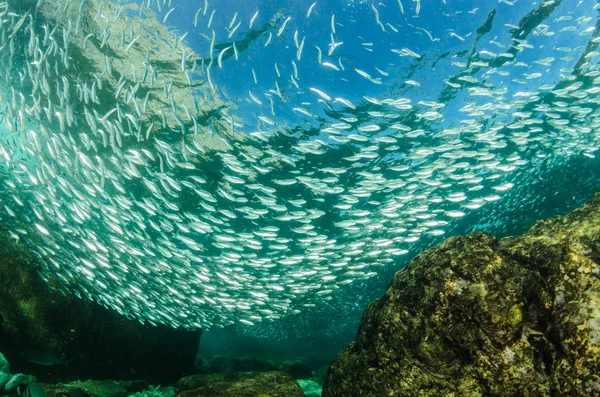 Útesové Ryby Moře Cortez Mexiko — Stock fotografie