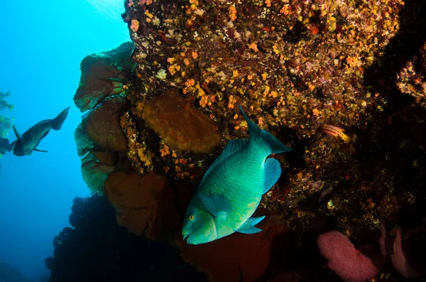 Peixe Papagaio Alimentando Num Naufrágio Recifes Mar Cortez Oceano Pacífico — Fotografia de Stock