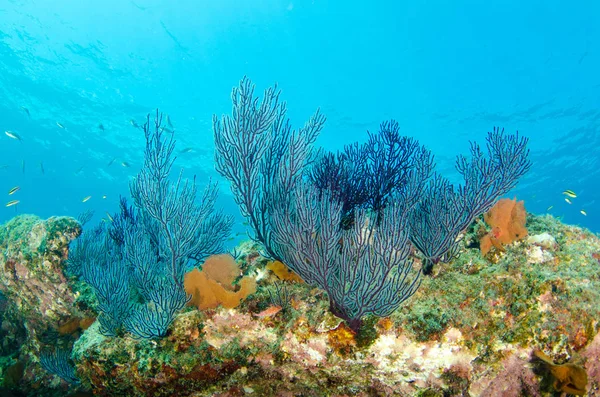 Coral Reef Ląd Morze Corteza Miasto Gmina Meksyku Stanie Baja — Zdjęcie stockowe