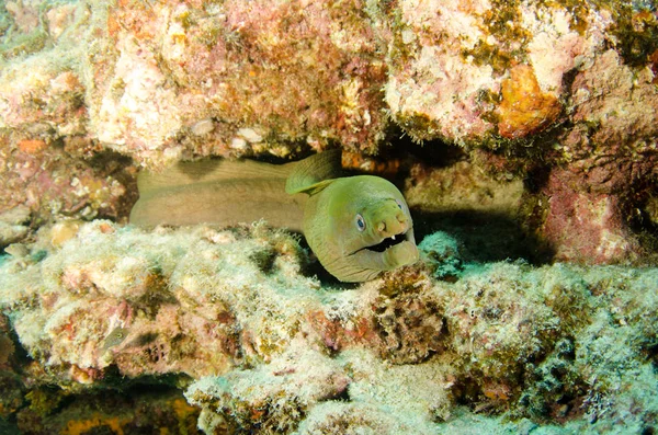 Panamic Green Moray Eel Gymnothorax Castaneus Mouth Wide Open Resting — Stock Photo, Image