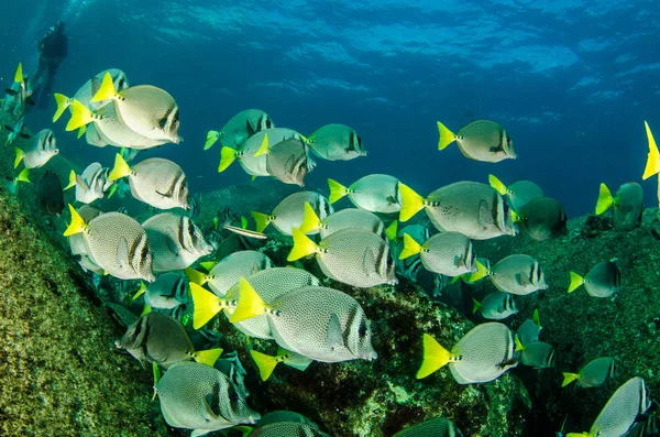 Prionurus Punctatus Yellowtail Kirurgfisk Reven Cortez Hav Stilla Havet Cabo — Stockfoto