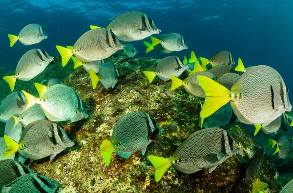 Prionurus Punctatus Cirurgião Cauda Amarela Recifes Mar Cortez Oceano Pacífico — Fotografia de Stock