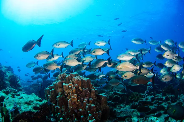 Coral Reef Ląd Morze Corteza Miasto Gmina Meksyku Stanie Baja — Zdjęcie stockowe