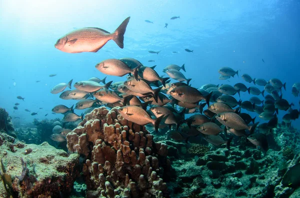 Récif Corallien Pittoresque Mer Cortez Basse Californie Sur Mexique — Photo