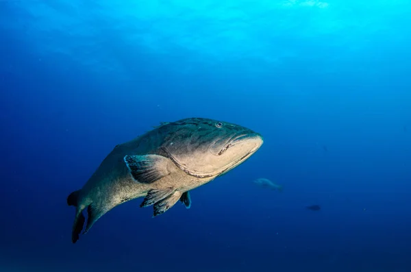 Luipaard Grouper Mycteroperca Rosacea Het Koraal Formatie Van Riffen Van — Stockfoto