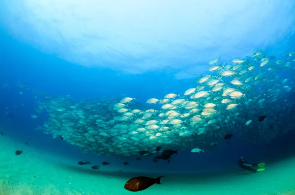 Big Eye Trevally Jack Caranx Sexfasciatus Formant Une École Polarisée — Photo