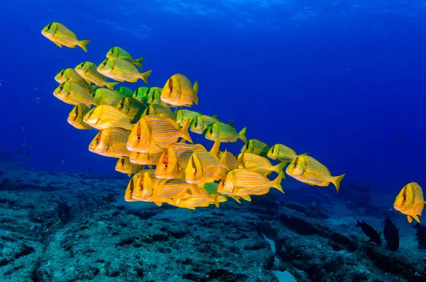 Panamic Porkfish Anisotremus Taeniatus Πολύχρωμα Κίτρινο Ψάρια Ένα Σχολείο Baitball — Φωτογραφία Αρχείου