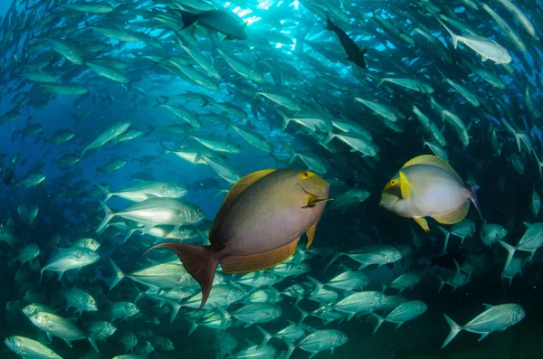 Acanthurus Xanthopterus Yellowfin Peixe Cirurgião Roxo Naufrágio Recifes Mar Cortez — Fotografia de Stock