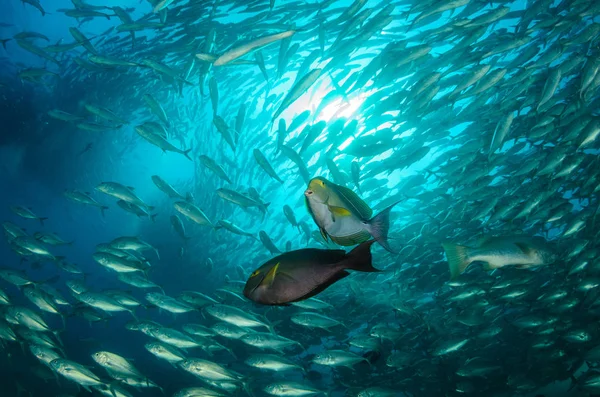 Acanthurus Xanthopterus Gulfenad Eller Lila Kirurgfisk Ett Skeppsbrott Reven Vid — Stockfoto