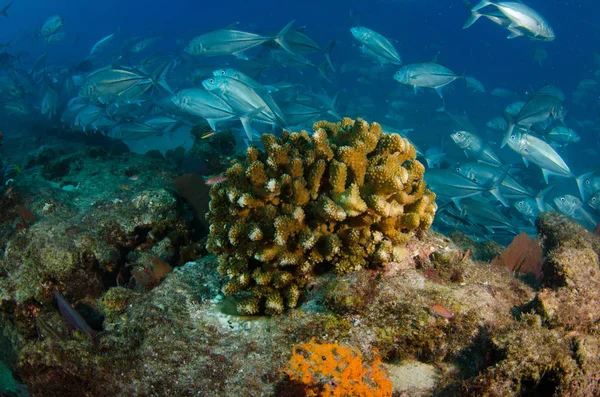 Coral Reef Ląd Morze Corteza Miasto Gmina Meksyku Stanie Baja — Zdjęcie stockowe