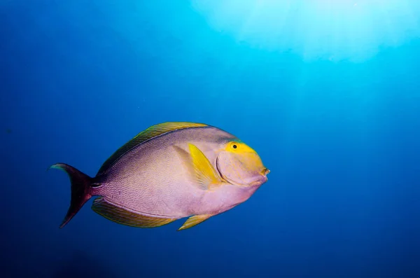 Acanthurus Xanthopterus Pinna Gialla Pesce Chirurgo Viola Naufragio Scogliere Del — Foto Stock