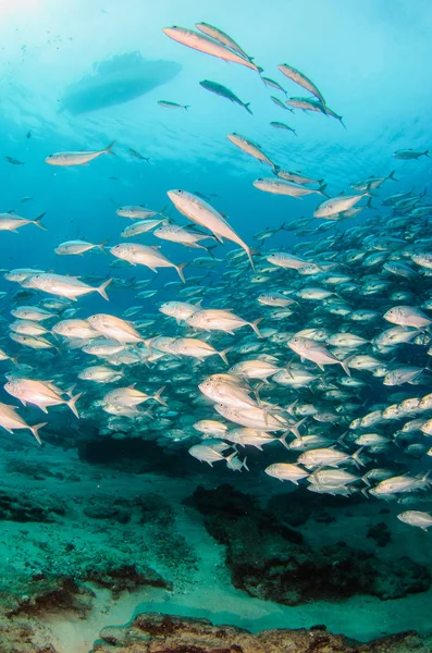 大眼睛 Trevally Caranx Sexfasciatus 形成两极分化的学校 诱饵球或龙卷风 Pulmo 国家公园 世界水族馆 下加利福尼亚 — 图库照片