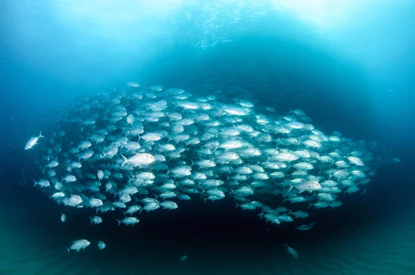 Velké Oko Trevally Jack Caranx Sexfasciatus Tvořící Polarizované Školy Návnady — Stock fotografie