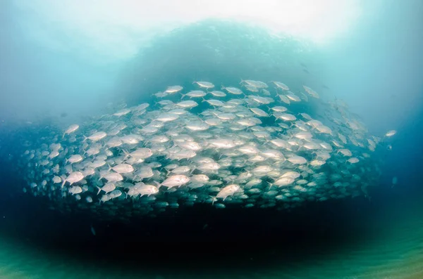 Olho Grande Trevally Jack Caranx Sexfasciatus Formando Uma Escola Polarizada — Fotografia de Stock