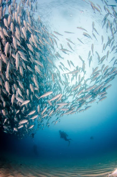 Duże Oczy Trevally Jack Caranx Sexfasciatus Stanowiących Szkoła Spolaryzowane Przynęta — Zdjęcie stockowe